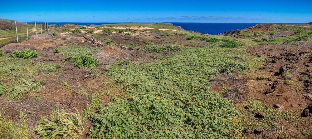 aboutus_mokioplants_2