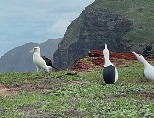 Aol News – Conservation Fence Protects Endangered Seabirds at Molokai Preserve