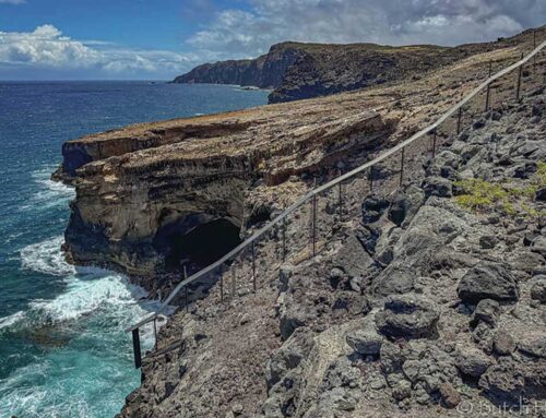 Star Advertiser Story – Conservation Fence Protects Endangered Seabirds at Molokai Preserve