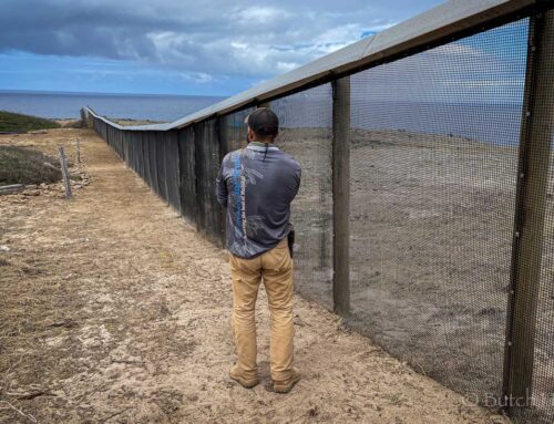 The Molokai Dispatch Story – Promising Signs for Native Species Recovery in Mokio